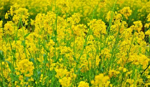 きょうの料理で菜の花とハムの混ぜご飯を紹介！しらいのりこさんのレシピ