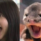 【ぶさかわ】吉岡聖恵がカワウソにそっくりでもかわいい！？