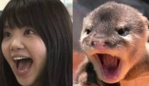 【ぶさかわ】吉岡聖恵がカワウソにそっくりでもかわいい！？